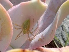 Peucetia viridans