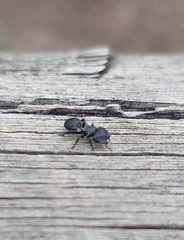 Cephalotes pusillus