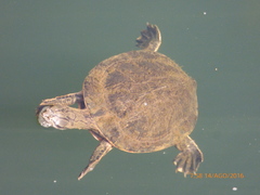 Phrynops geoffroanus