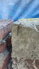 Cnemaspis gracilis