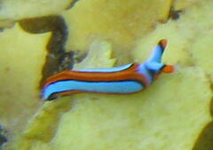 Thuridilla lineolata