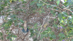 Chlorostilbon lucidus