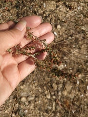 Artemisia santonicum