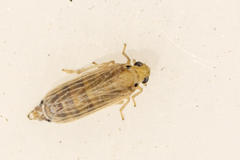 Ommatissus binotatus