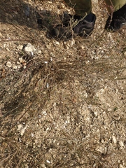 Artemisia santonicum