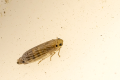 Ommatissus binotatus