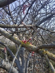 Pistacia atlantica mutica