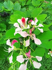 Bauhinia monandra