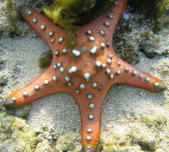 Protoreaster nodosus
