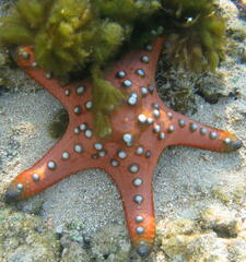 Protoreaster nodosus