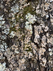 Myelochroa aurulenta