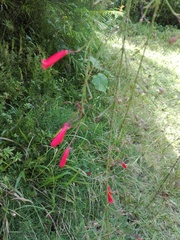 Russelia equisetiformis