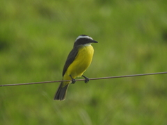 Myiozetetes cayanensis