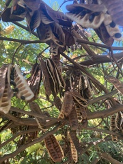 Paraserianthes