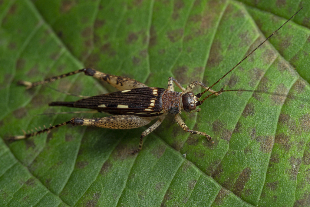 Hemiphonus