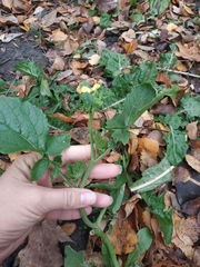 Brassiceae