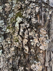 Myelochroa aurulenta