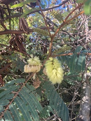 Paraserianthes