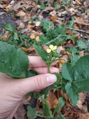 Brassiceae