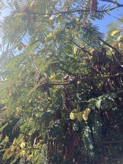 Paraserianthes