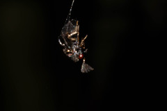 Eucharitidae