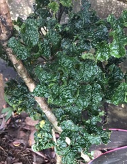 Lobaria pulmonaria