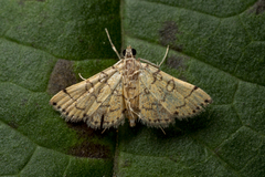 Lamprosema tampiusalis