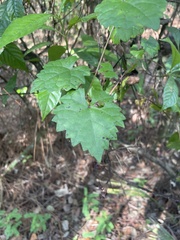 Vitis rotundifolia