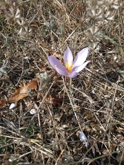 Crocus pallasii