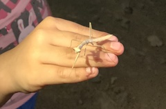 Coptopteryx gayi