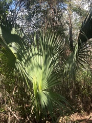 Sabal palmetto