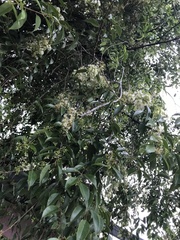 Myrcia
