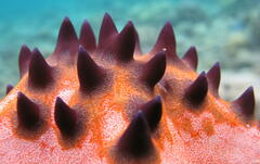 Protoreaster nodosus