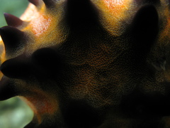 Protoreaster nodosus