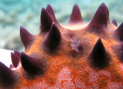 Protoreaster nodosus