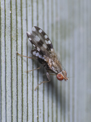 Trixoscelis chilensis