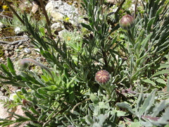 Asteraceae