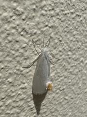 Rupela