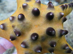 Protoreaster nodosus