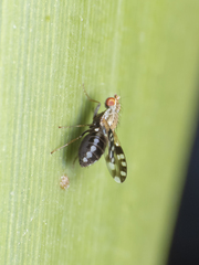 Trixoscelis chilensis