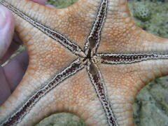 Protoreaster nodosus