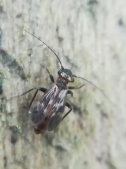 Elipsocidae