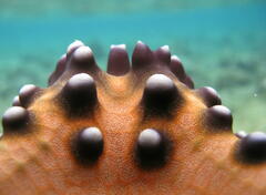 Protoreaster nodosus