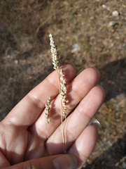 Briza humilis