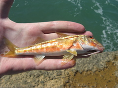 Mullus barbatus