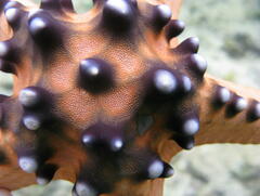 Protoreaster nodosus