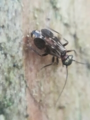 Elipsocidae