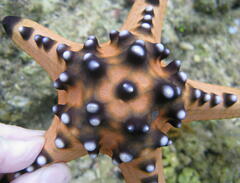 Protoreaster nodosus