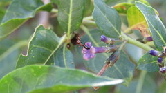 Camponotus punctulatus