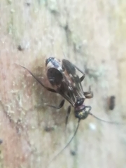Elipsocidae